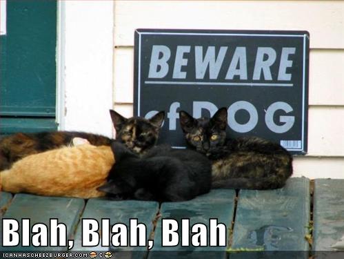 Cats ignore Beware of Dog sign